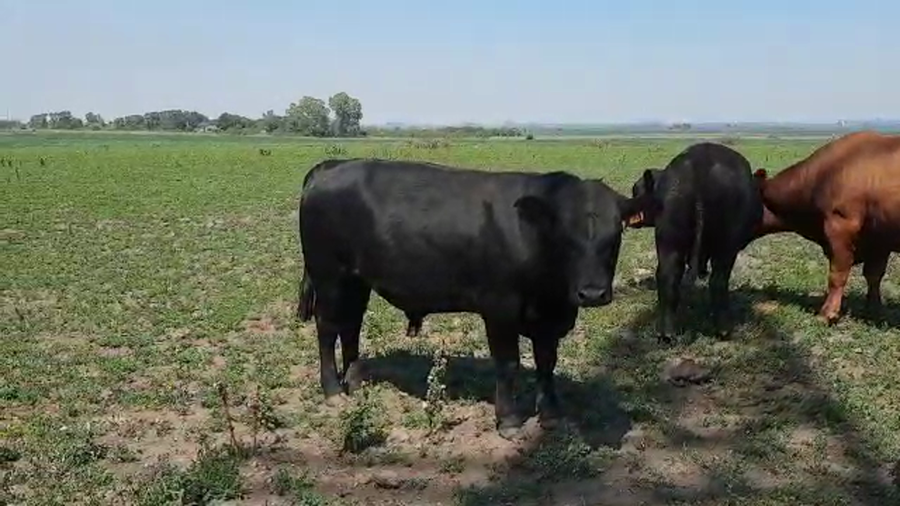 Lote Toros Angus Buen Origen