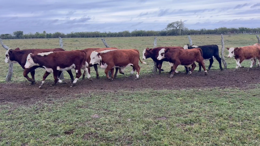 Lote 80 Terneros