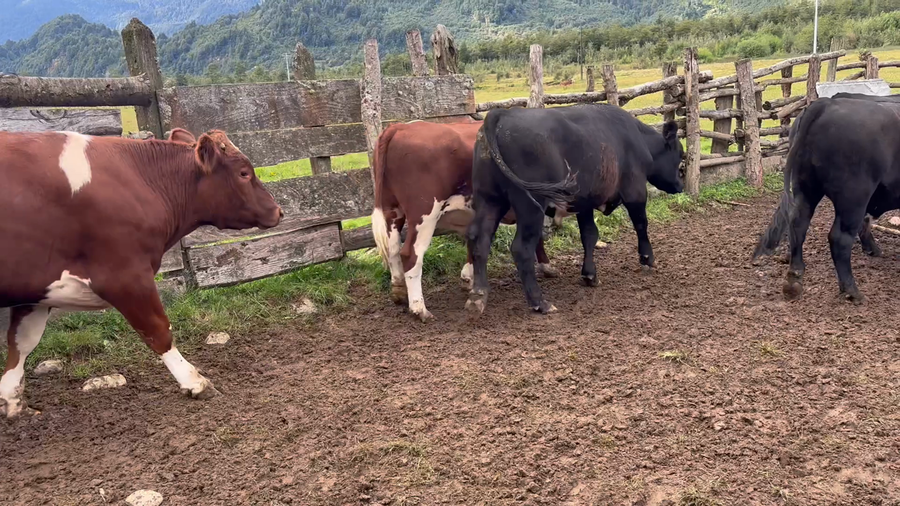 Lote 50 Novillo Engorda en XI Región Aysén, Aysén