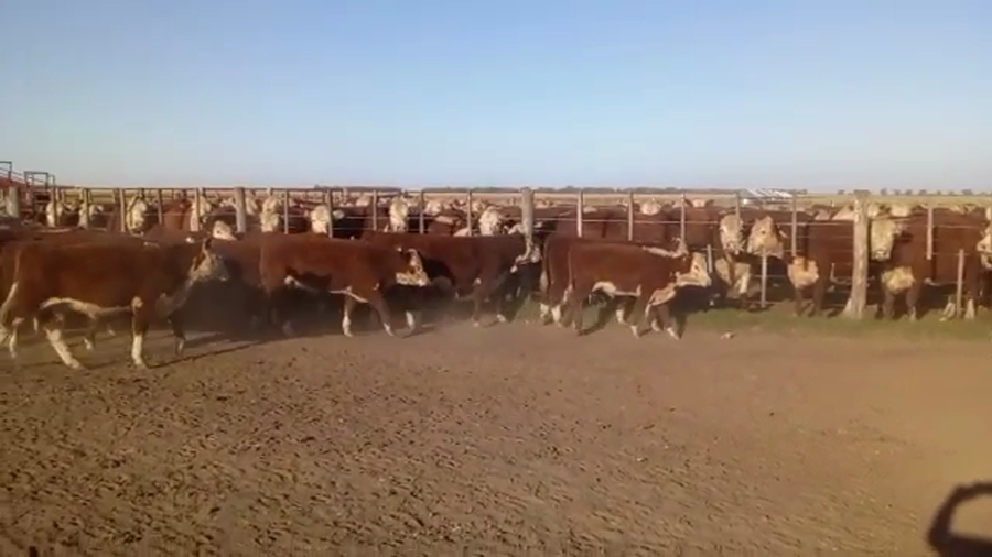 Lote 110 TERNS. MACHOS, LINCOLN, PCIA. DE BS. AS.