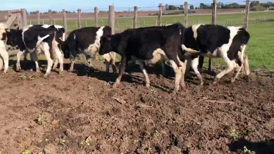 Lote 9 terneras holando