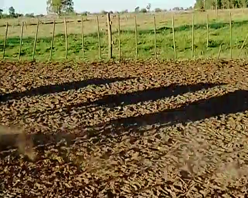 Lote 21 Terneros/as en Pehuajó, Buenos Aires