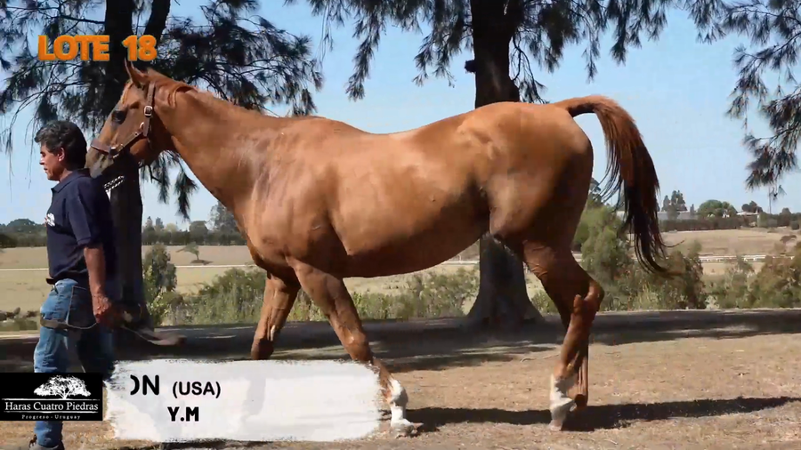 Lote HAY PASSION (USA)