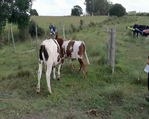 Lote 2 Terneros NORMANDO a remate en Pantalla Camy 170kg - , San José