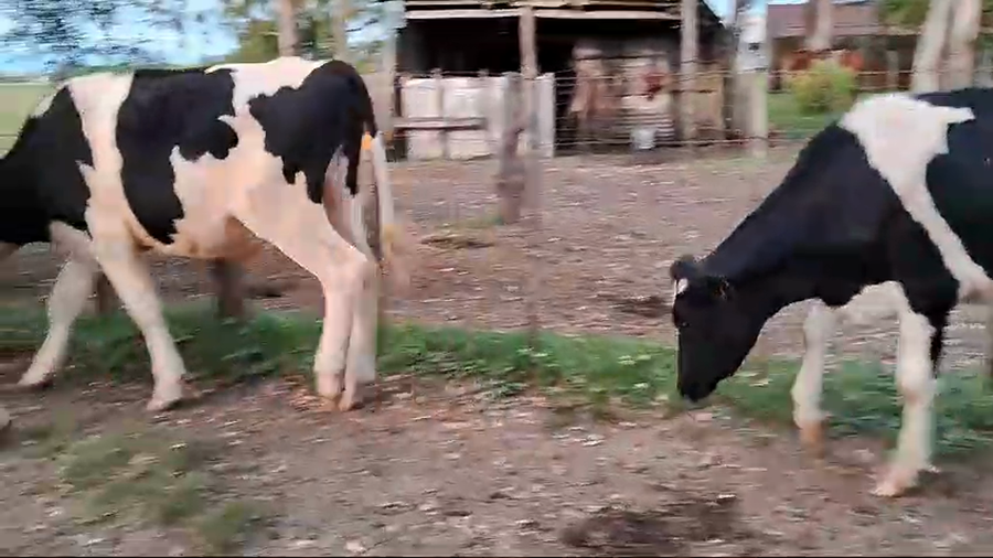 Lote 6 Novillos Holando a remate en Pantalla Camy, San José