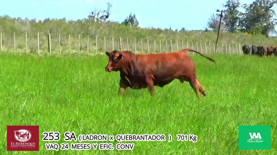 Lote Toros a remate en Angus el Rebenque  en Asociación Rural de Florida