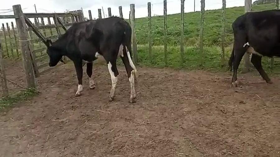 Lote (Vendido)2 Vaquillonas 1 a 2 años holando a remate en 5to remate por pantalla ENTRE MARTILLOS 450kg -  en san ramon