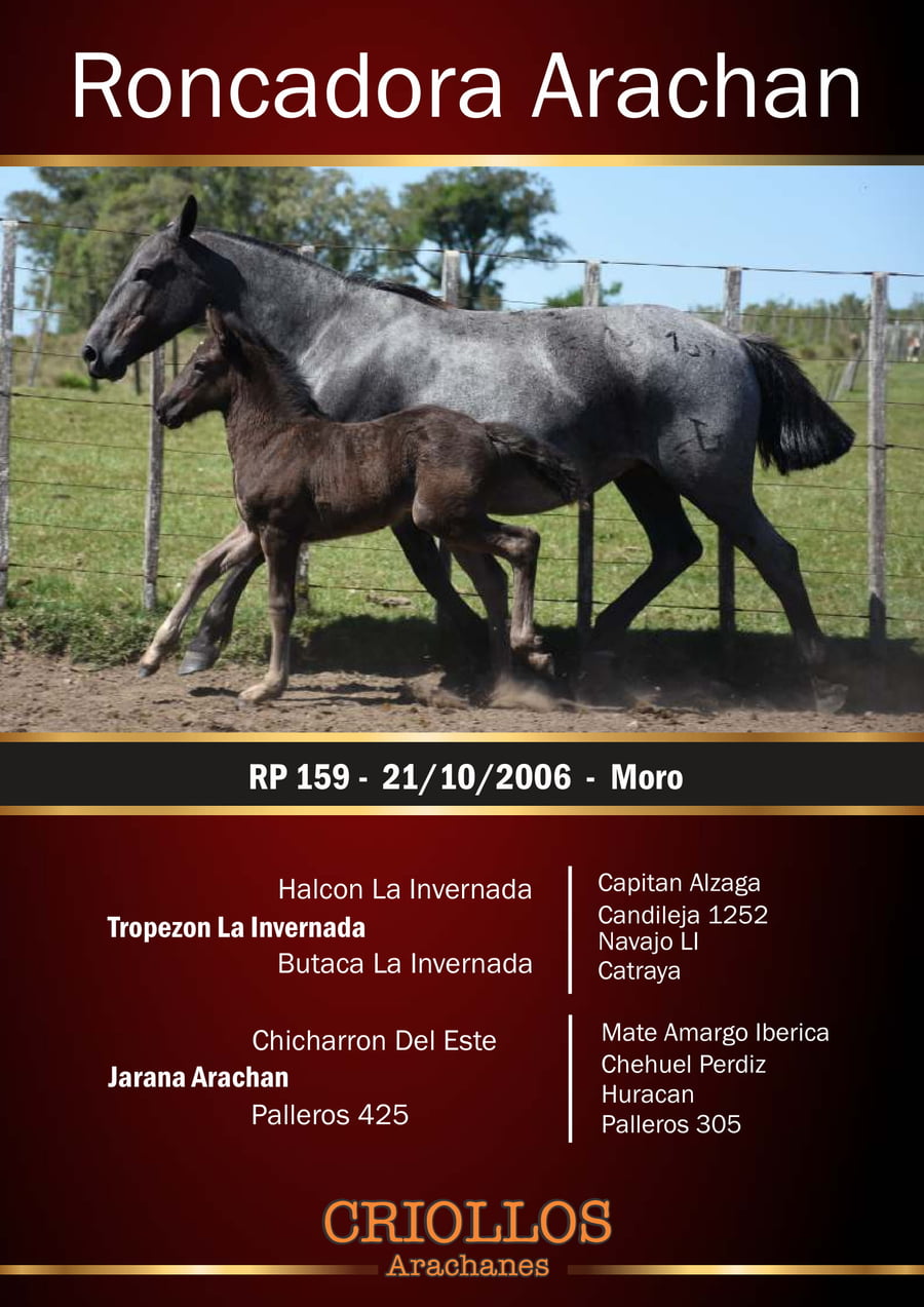 Lote Roncadora Arachán - RP 159