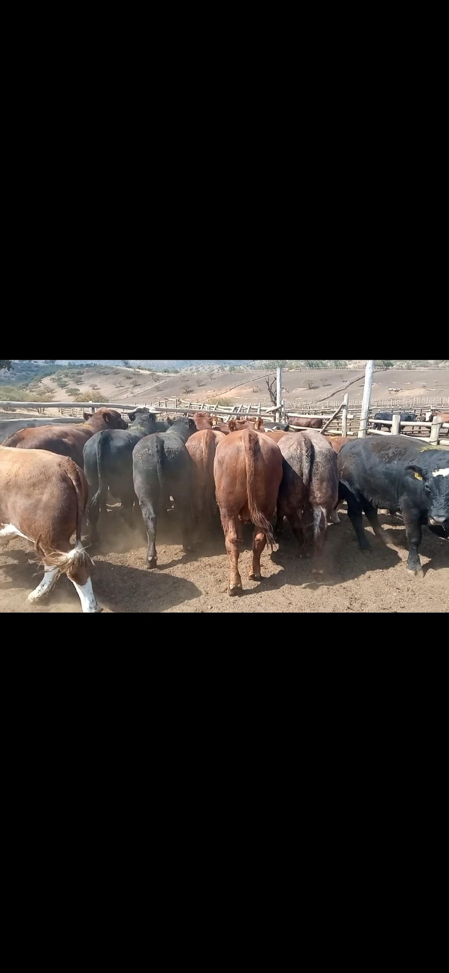 Lote 20 Torete en Melipilla, Región Metropolitana