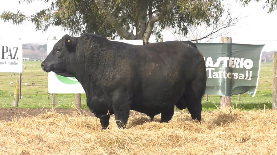 Lote TOROS PUROS POR CRUZA