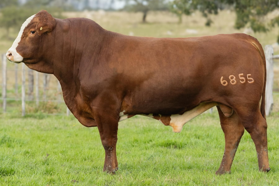 Lote Toros señal 22