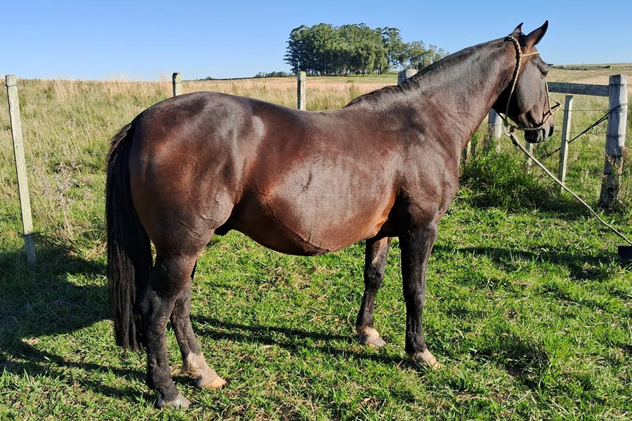 Lote JUQUIRI 1623 MAUFER