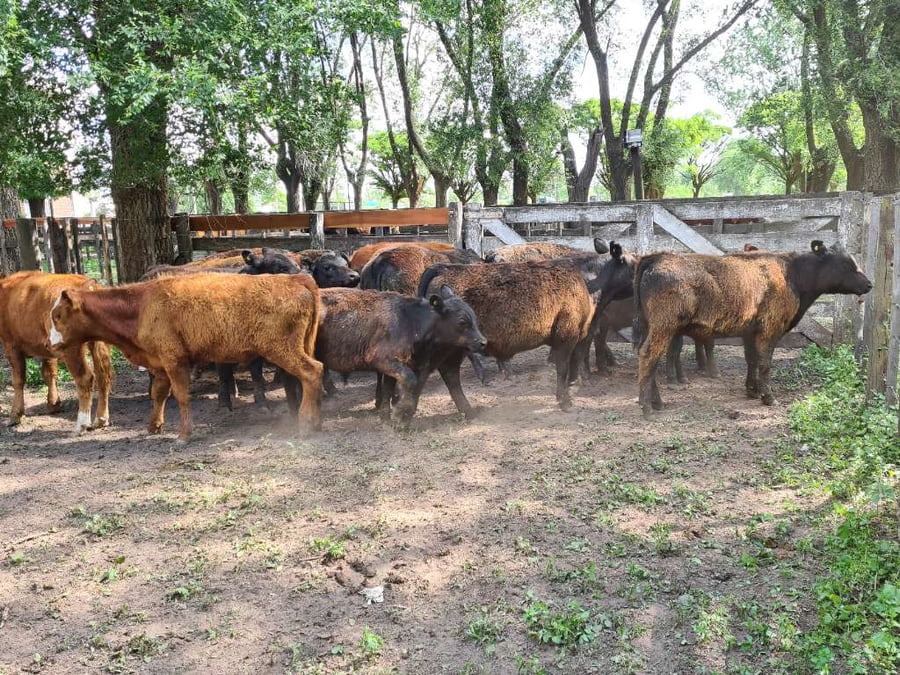 Lote 17 Terneros en Gral. Lamadrid, Buenos Aires