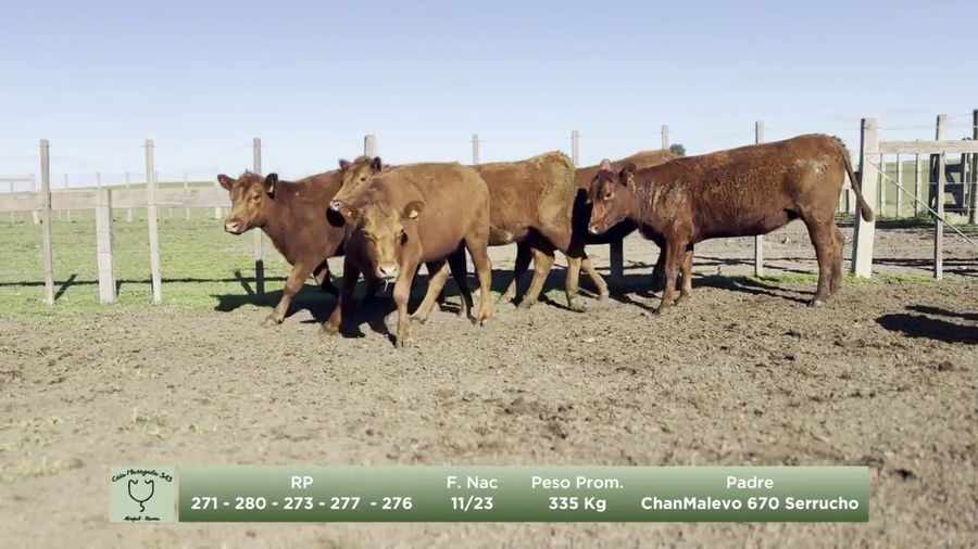 Lote Lote 2 - Maragata SAS