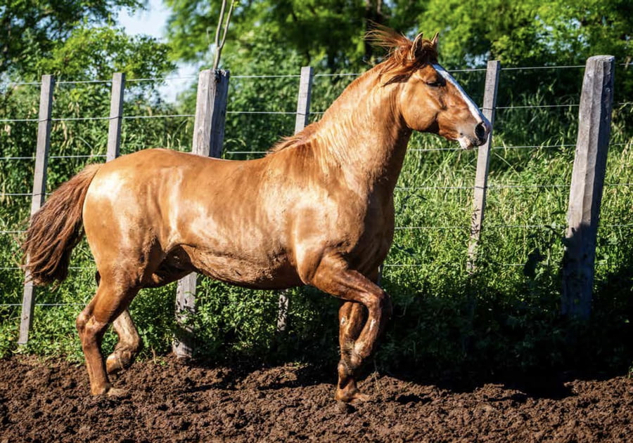 Lote DEL OESTE MENTOR