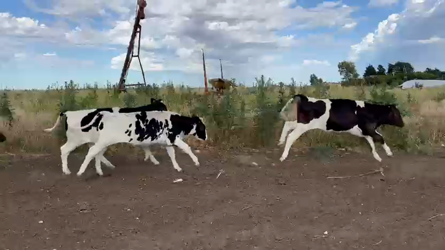 Lote 50 Terneros Holando en Carhue
