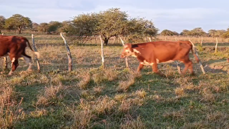 Lote 50 Vacas de invernar