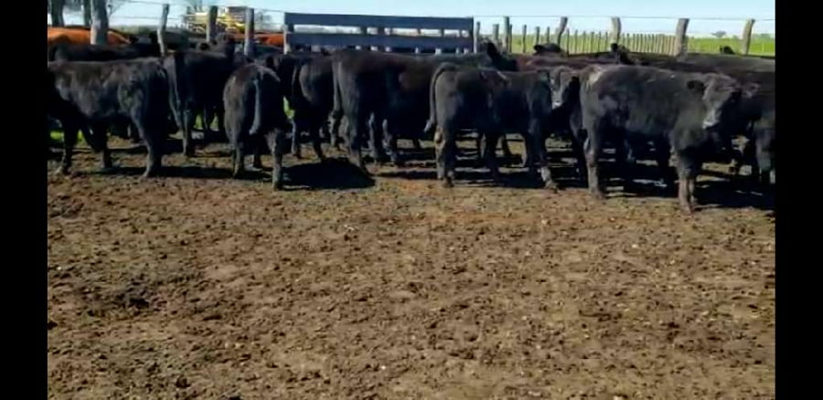 Lote 70 Terneros/as en Entre Ríos, Villaguay