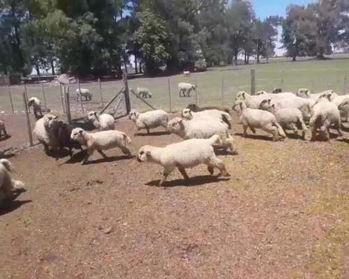 Lote 35 Corderas Mestizas Hampshire, en Arrecifes, PBA.-