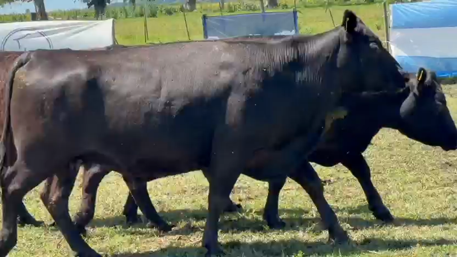 Lote 10 Vacas nuevas Preñadas