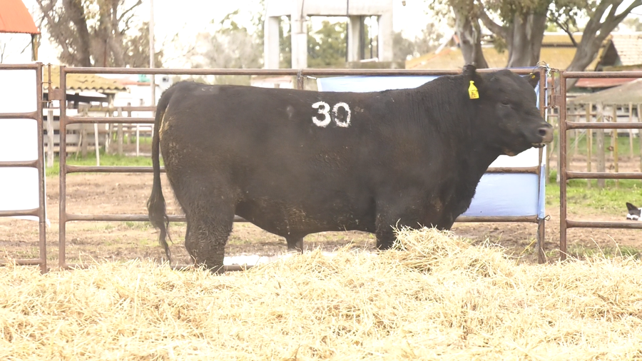 Lote TOROS ANGUS NEGROS  PC