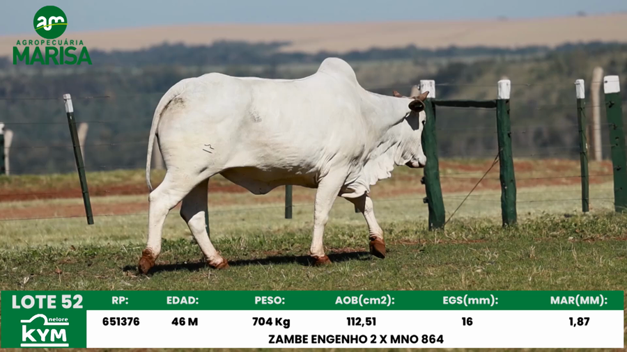 Lote Lote 52