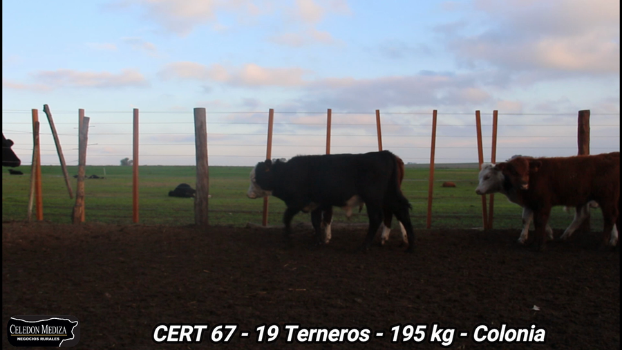 Lote 19 Terneros en Colonia