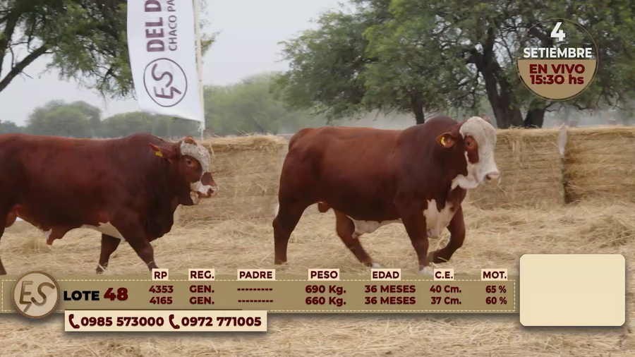 Lote TOROS