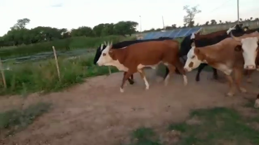 Lote 35 Vacas de invernar en Tintina, Santiago del Estero