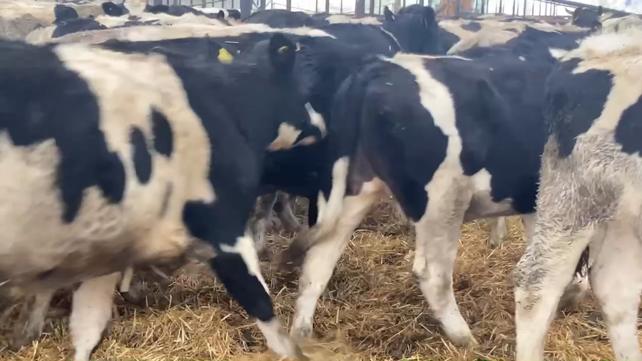 Lote 20 Novillo Gordo en XIV Región Los Ríos, Río Bueno