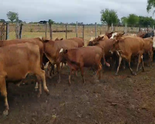 Lote 65 Terneros en Empedrado, Corrientes