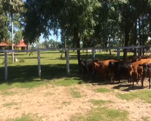 Lote 86 Terneros/as en Pdcia. de La Plaza, Chaco