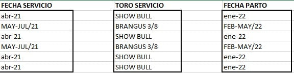 Lote VAQUILLONA PREÑADAS CORRAL 61