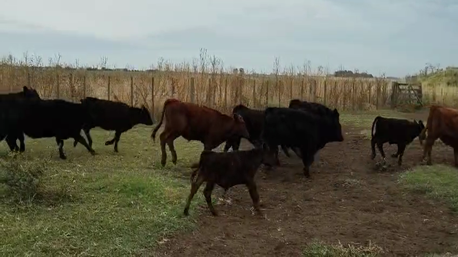Lote 500 Terneros/as en Buenos Aires, 9 de Julio