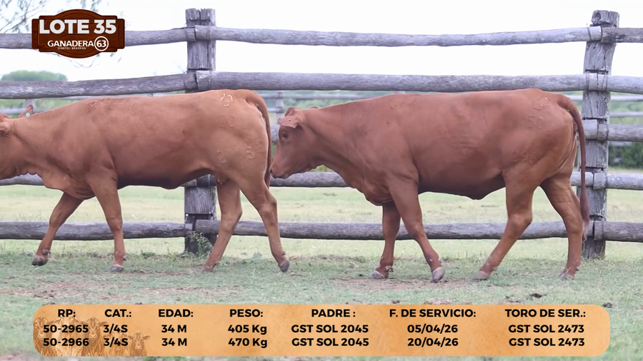 Lote LOTE 35