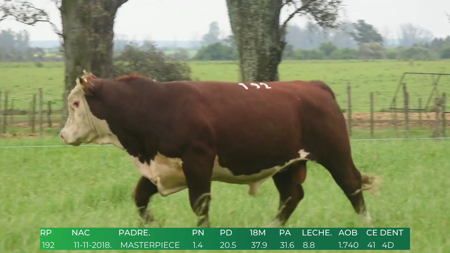 Lote Toros POLLED HEREFORD a remate en 4º  Remate  Anual Cabaña El Treból en Liga de Trabajo de Guichón