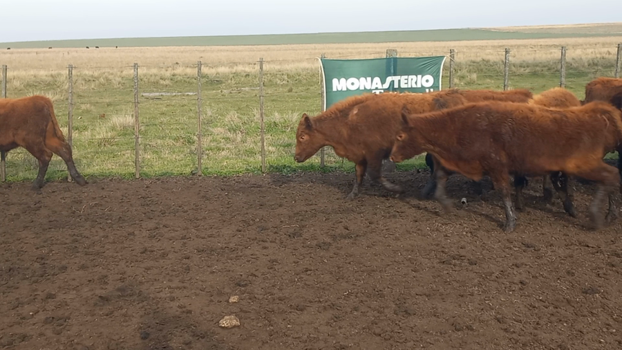 Lote 70 Terneros en Buenos Aires, Olavarría