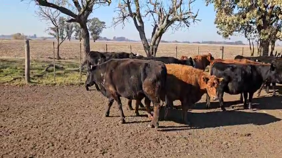 Lote 23 Vacas CUT preñadas en Gral. Belgrano, Buenos Aires