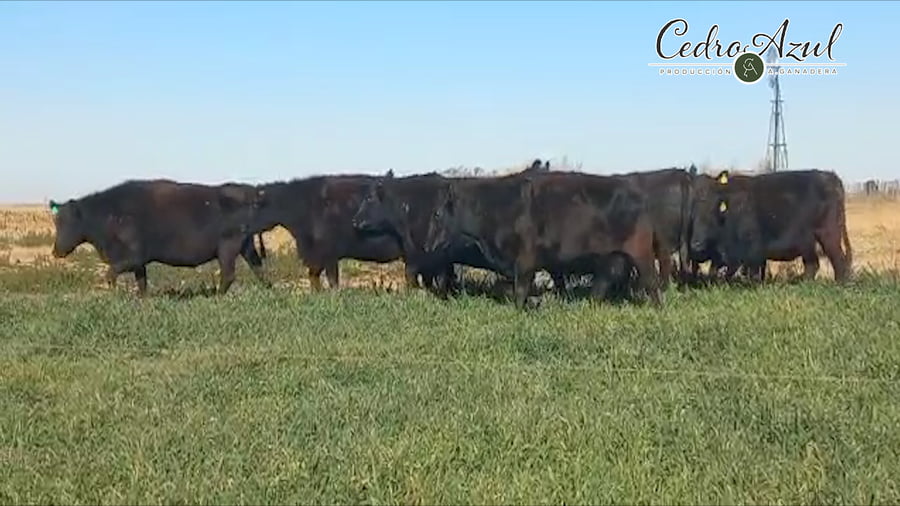 Lote Cabaña Cedro Azul: Vacas de tercera y cuarta parición negras