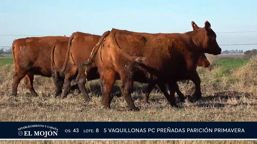 Lote COLORADAS PREÑADAS PARICIÓN PRIMAVERA