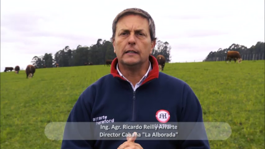 Lote 16 VAQUILLONAS DE 1 A 2 AÑOS