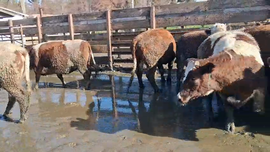 Lote 20 Vaquilla Gorda en Los Ángeles, VIII Región Biobío