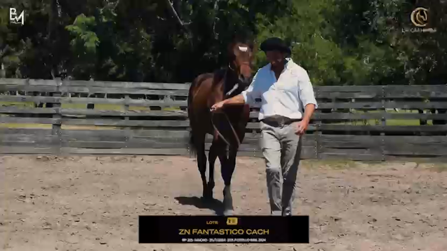 Lote ZN FANTASTICO CACH