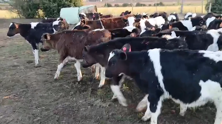 Lote 14 Terneros a remate en Pantalla Camy, San José