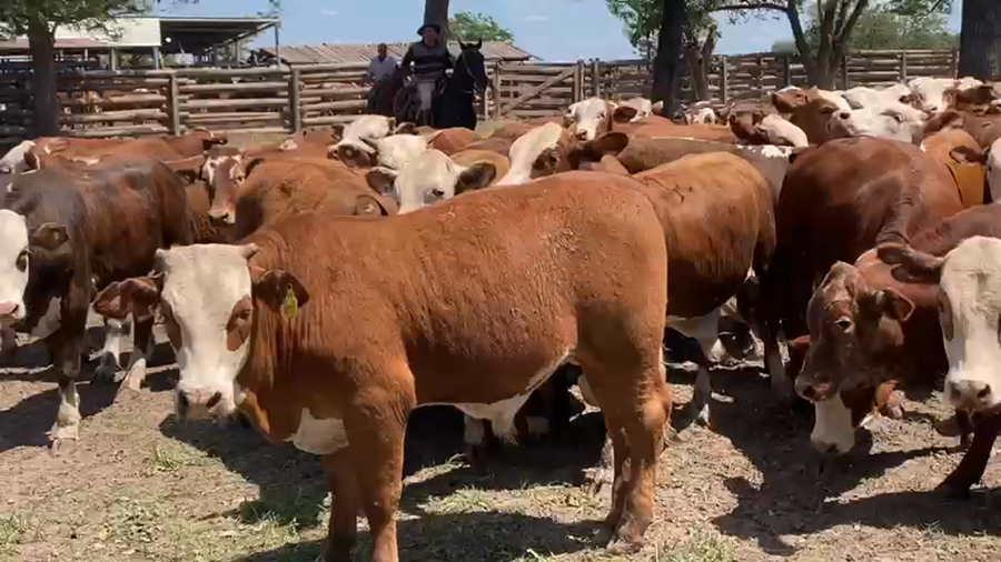 Lote 100 Terneros en Gral. San Martín, Chaco