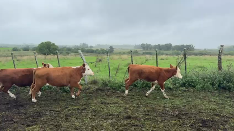 Lote NOVILLOS 1 a 2 AÑOS