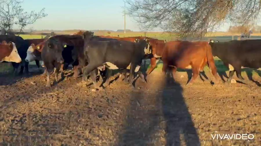 Lote 15 Vacas usadas preñadas