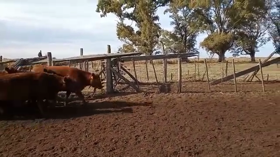 Lote 40 Terneros en Buenos Aires, Carlos Casares