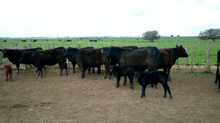 Lote Vaquillonas Puras Controladas preñadas al parir