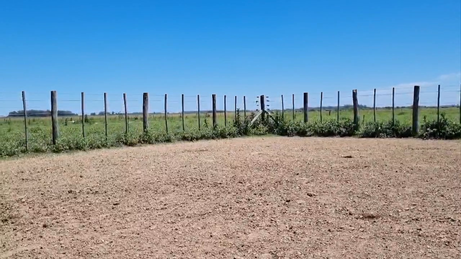 Lote 23 Terneros en Brandsen, Buenos Aires